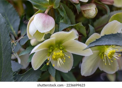 Close-up of a white and green Christmas rose (Helleborus niger) - Powered by Shutterstock