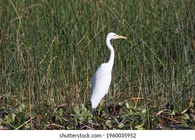 A Closeup Of White Heron In A Tall Grassy Field