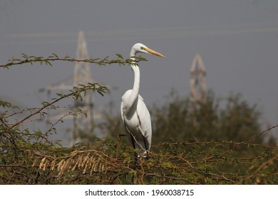 A Closeup Of White Heron In A Tall Grassy Field