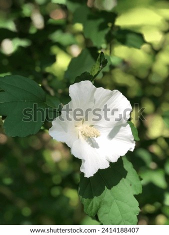 Closeup of white hibiscus flower Rose of Sharon flowering plant