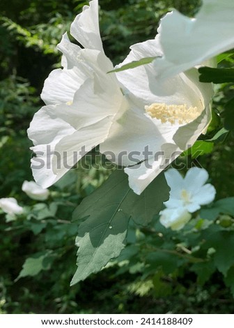 Closeup of white hibiscus flower Rose of Sharon flowering plant