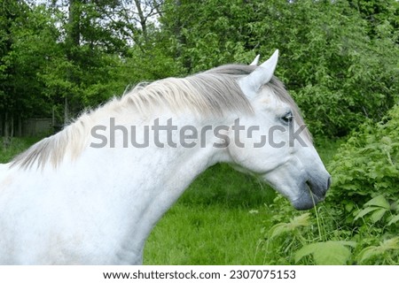 close-up of white horse, beautiful shiny skin, chews grass, smart eye is watching, long mane, domestic horse equine family, Equidae of equids order, concept is horsepower