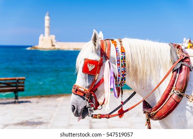 Closeup Of A White Horse Carrying A Tourist Carriage In Chania, Crete, Greece