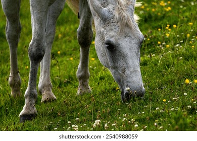 A close-up of a white horse grazing in a lush, green meadow filled with wildflowers on a sunny day. - Powered by Shutterstock