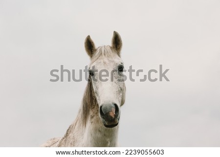 Close-up of a white horse looking down at the camera.