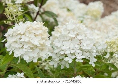 Closeup Of White Hortensia In A Public Garden