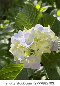 Close-up of white hydrangea blooming with blurred mossy stone staircase in the background
