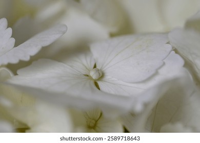 Close-up of White Hydrangea Blossoms in Soft Light