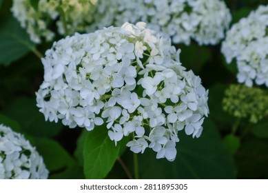 Close-up of white hydrangea flower clusters blooming in a lush garden during summer