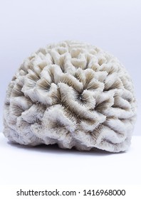 A close-up of white isolated coral brain