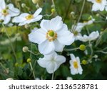 Close-up of white japanese anemone  flowers (Anemone × hybrida)