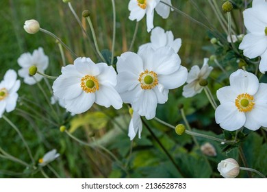 Close-up of white japanese anemone  flowers (Anemone × hybrida)