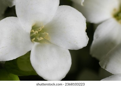 A close-up of a white Kalanchoe flower.
