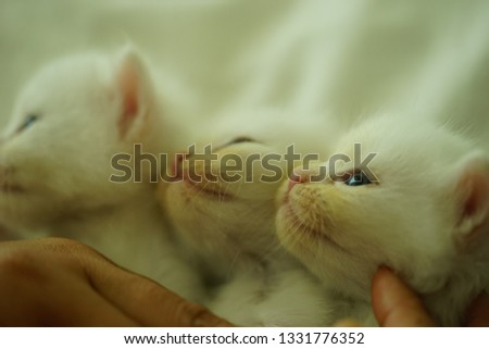closeup of white kittens .