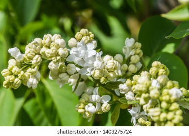 Closeup of White Lilac Blossoms in Bloom in Spring - Shutterstock ID 1403275724