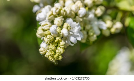 Closeup of White Lilac Blossoms in Bloom in Spring - Shutterstock ID 1403275730