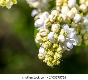 Closeup of White Lilac Blossoms in Bloom in Spring - Shutterstock ID 1403275736