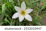 Close-up of a white lily flower with six petals and a bright yellow center.