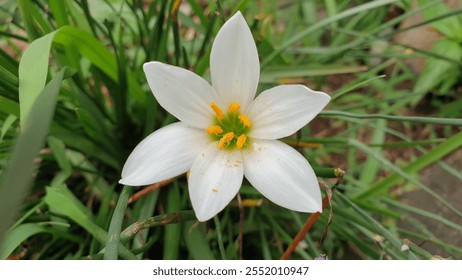 Close-up of a white lily flower with six petals and a bright yellow center. - Powered by Shutterstock