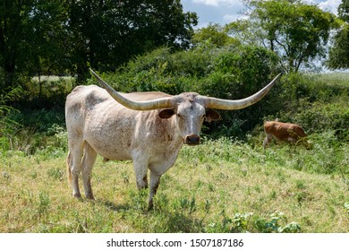 Portrait Cow On Grass Background Stock Photo 1591680502 | Shutterstock