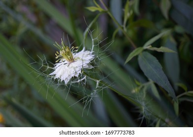 Closeup of White Love-in-a-Mist Garden Flower with Green Background