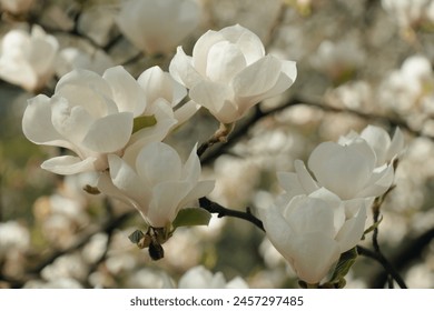  Closeup of white magnolia blossoms in full bloom, set against the backdrop of an ancient garden - Powered by Shutterstock