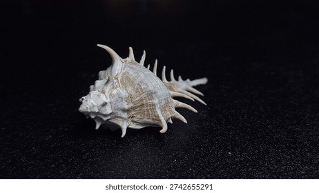 Close-up of a white Murex seashell with sharp spines on a dark black background