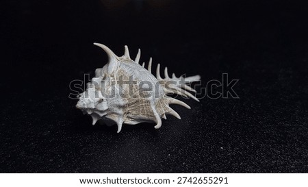 Close-up of a white Murex seashell with sharp spines on a dark black background