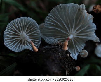Close-up of white mushroom growing on a tree trunk. White Mushrooms on the edge of the Indonesian Aceh forest