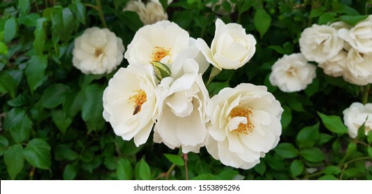 white musk flower