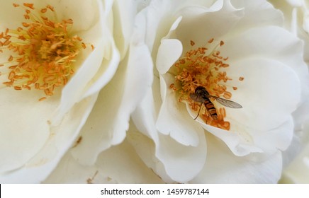 Closeup Of White Musk Roses And A Hoverfly 