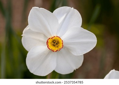 Close-up of white narcissus flowers (Narcissus poeticus) in spring garden. Beautiful daffodils against green bokeh background. - Powered by Shutterstock