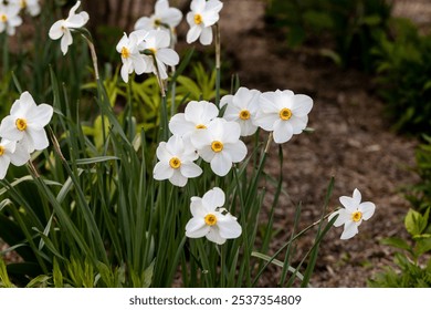 Close-up of white narcissus flowers (Narcissus poeticus) in spring garden. Beautiful daffodils against green bokeh background. - Powered by Shutterstock