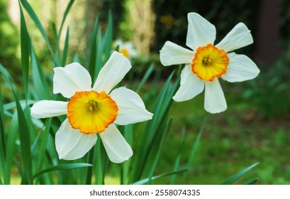 Close-up of white narcissus flowers (Narcissus poeticus) in spring garden. Beautiful daffodils against green bokeh background. There is place for text. Selective focus. - Powered by Shutterstock