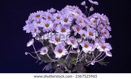 Close-up of white natural and fresh daisies and also called daisy flowers, marguerite or margarida.	