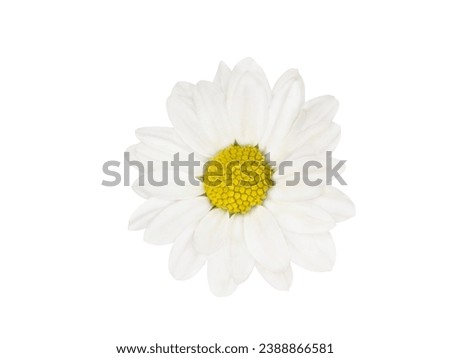 Close-up of white natural and fresh daisies and also called daisy flowers, marguerite or margarida. Close-up, cut out and isolated.