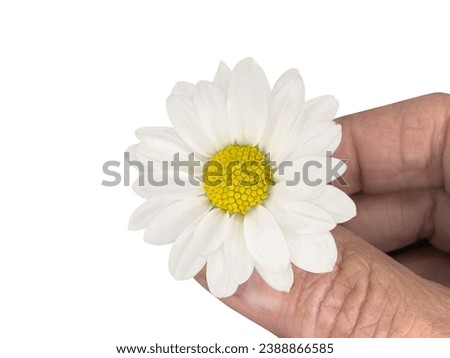Close-up of white natural and fresh daisies and also called daisy flowers, marguerite or margarida. Close-up, cut out and isolated.