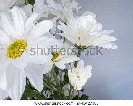 
Close-up of white natural and fresh daisies also called daisy flowers, marguerite or margarida.	