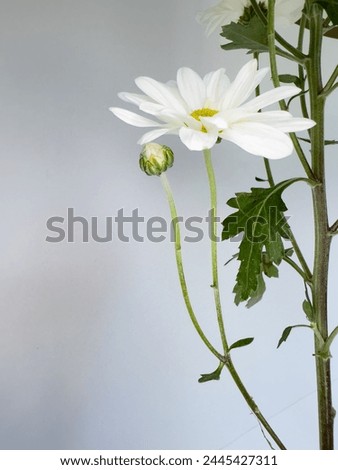 
Close-up of white natural and fresh daisies also called daisy flowers, marguerite or margarida.	