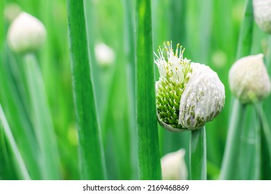 Close-up of a white onion flower in the shape of a sphere. Blooming garden edible green plant Allium with stamen and pollen. Natural vegetable ingredient. Nature background. - Shutterstock ID 2169468869