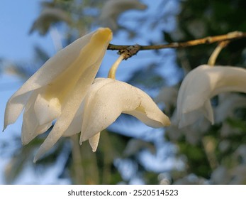 A close-up of a white orchid flower with its delicate petals against a blurry background of green foliage and blue sky. - Powered by Shutterstock