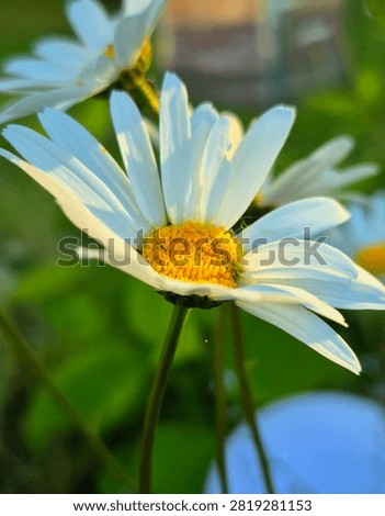Close-Up of a White Oxeye Daisy with Soft Bokeh