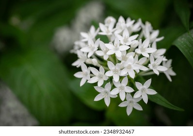 Close-up of white Pentas lanceolata bouquet, Egyptian star cluster. Small white flowers are blooming in the tropical garden. - Powered by Shutterstock