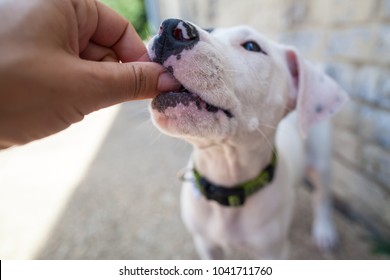 Close-up of white pit bull puppy takes a treat from woman's hand