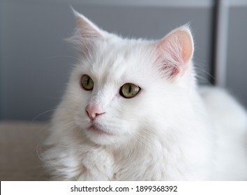 462 Posh cat Images, Stock Photos & Vectors | Shutterstock