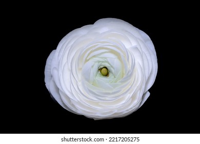Closeup of white Ranunculus asiaticus