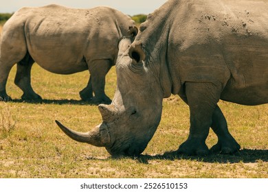 Close-up of white rhinos grazing peacefully in the grasslands during a sunny day in Botswana's wildlife sanctuary - Powered by Shutterstock