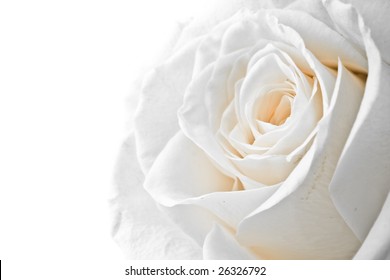 Closeup White Rose Petals Stock Photo 26326792 | Shutterstock