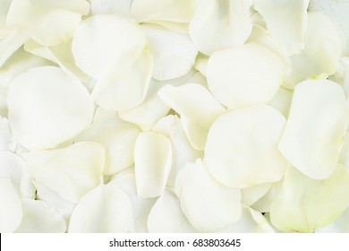 Close-up White Rose Petals, Background, Texture