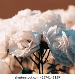 A close-up of white roses in soft focus, illuminated by warm sunlight. The delicate petals display intricate details, creating a serene and romantic mood. Dark stems and blurred background add contras - Powered by Shutterstock - Get 15% off with code: PIKWIZARD15